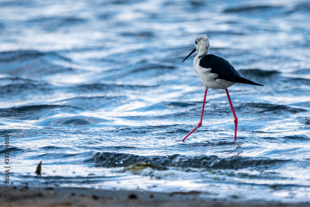 Obraz premium Black-winged stilt (himantopus himantopus) in Albufera of Valencia natural park.