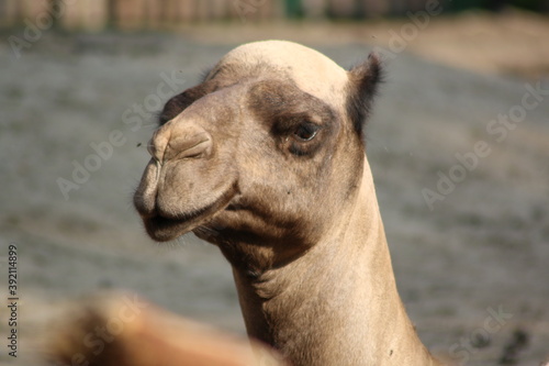 close-up of a camel's head © Ruslan