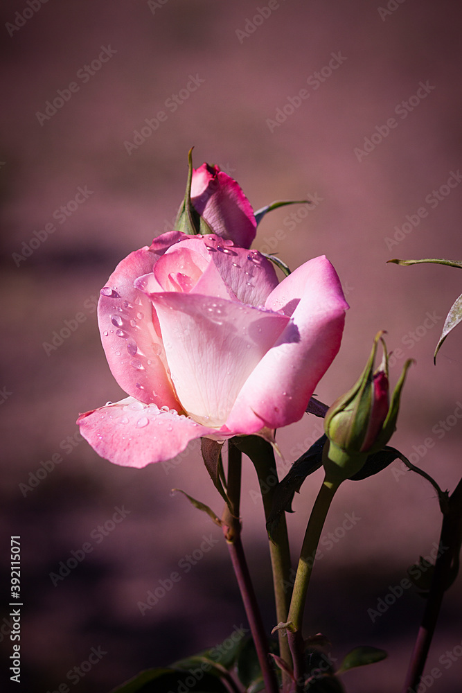 Fototapeta premium FLOR ROSA CON PÉTALOS EN PARQUE DE MADRID EN ESPAÑA