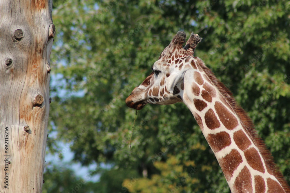 Fototapeta premium giraffe head close up