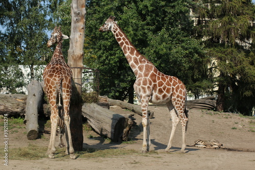 Photography chewing giraffe