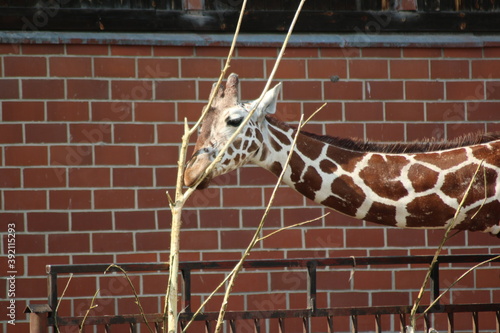 Photography giraffe