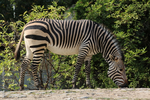 full-length Zebra