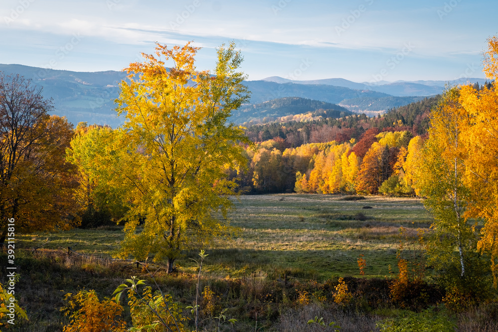 Obraz premium perfect autumn weather and condition, colorful landscape in evening light, yellow and orange trees in the valley of mountains, beautiful bohemian forest, czech republic