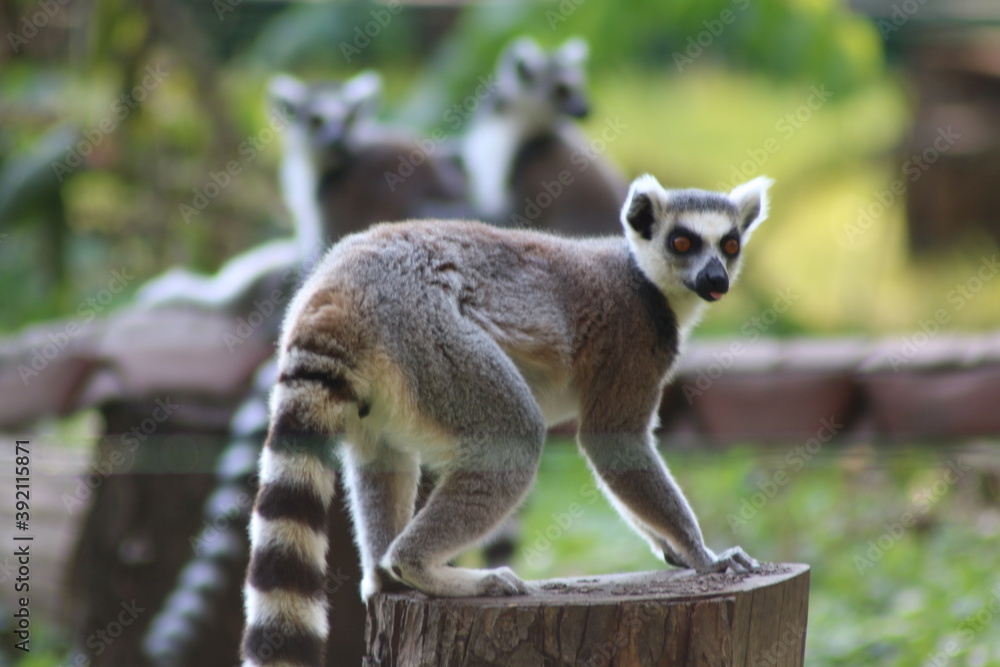 Fototapeta premium lemur close-up