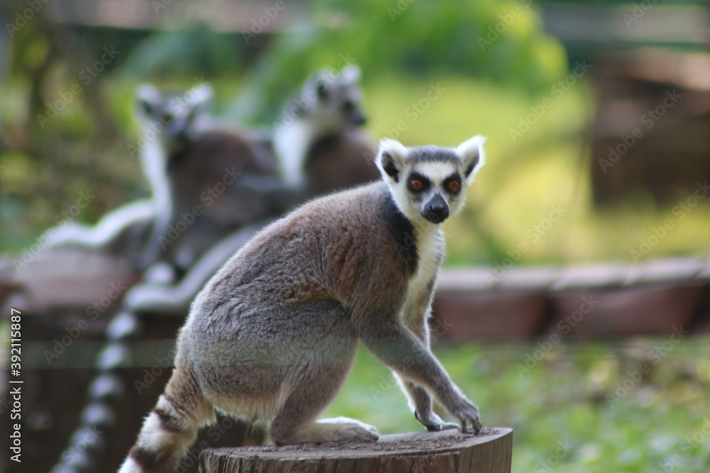 Obraz premium lemur close-up
