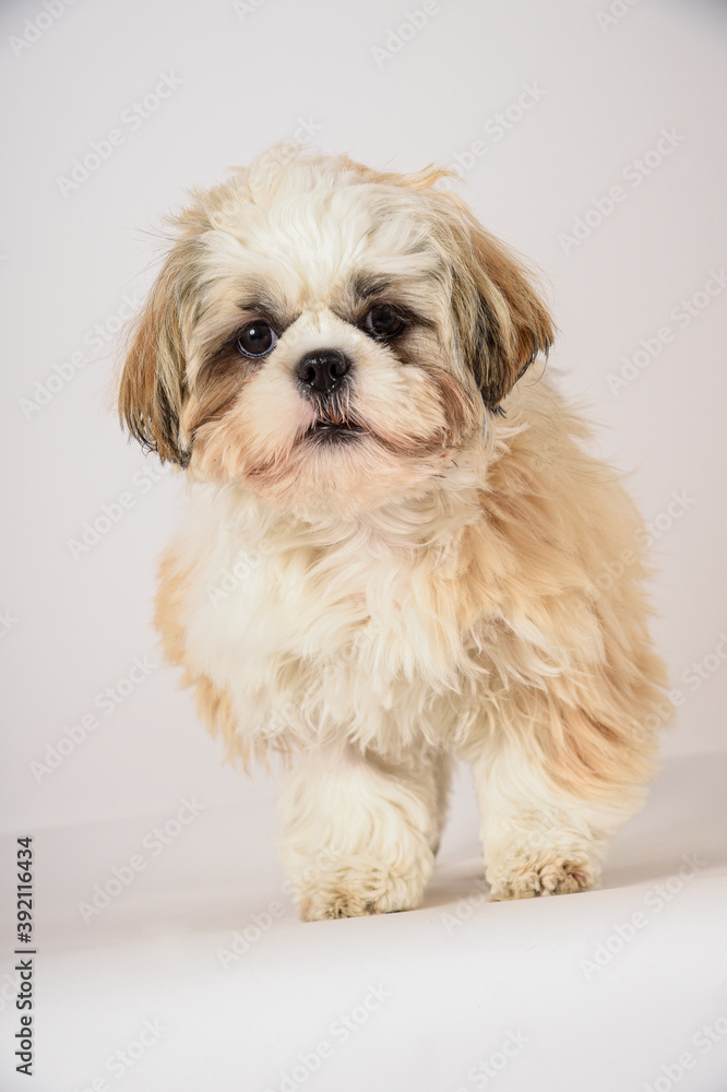 shih tzu shih tzu