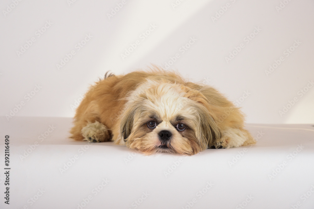 shih tzu