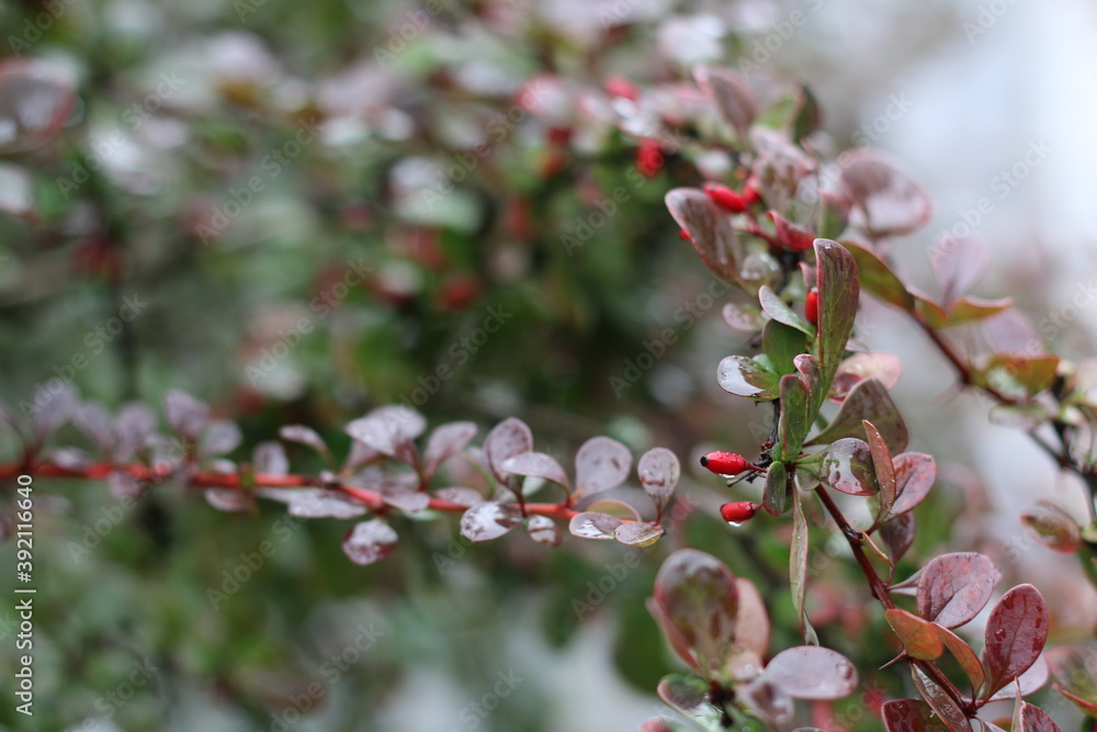 red and white flowers