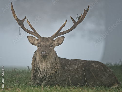Young Japanese Stag in the Mist