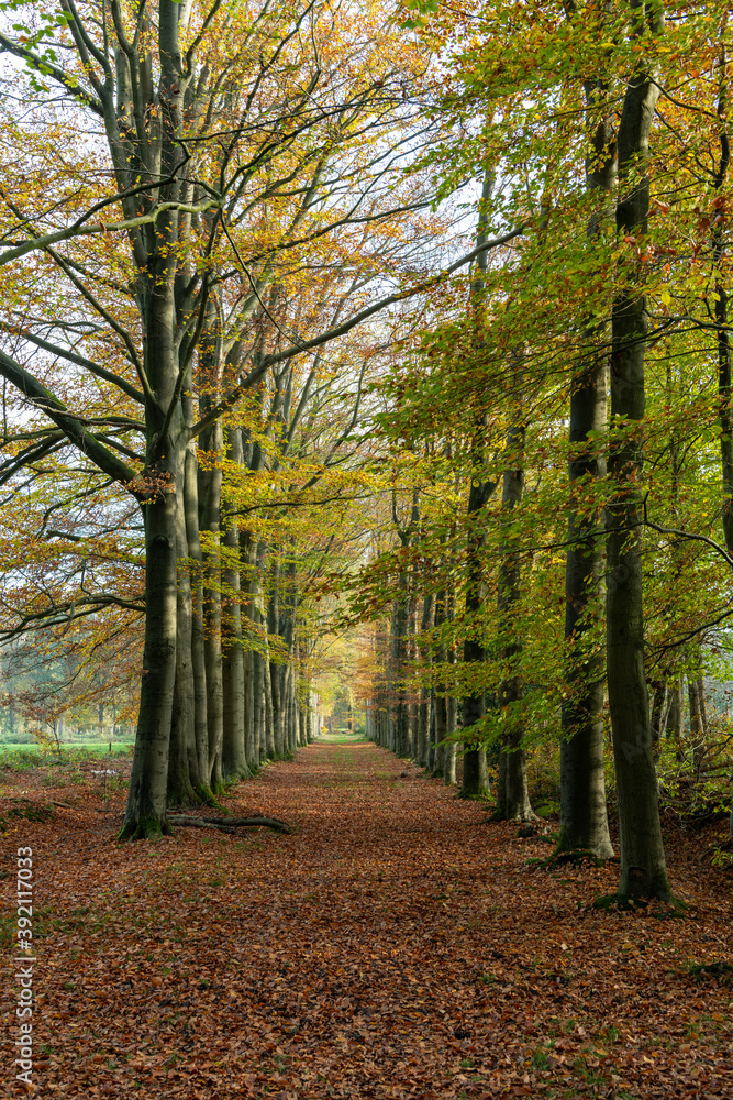 Autumn trees along a lane in the forest