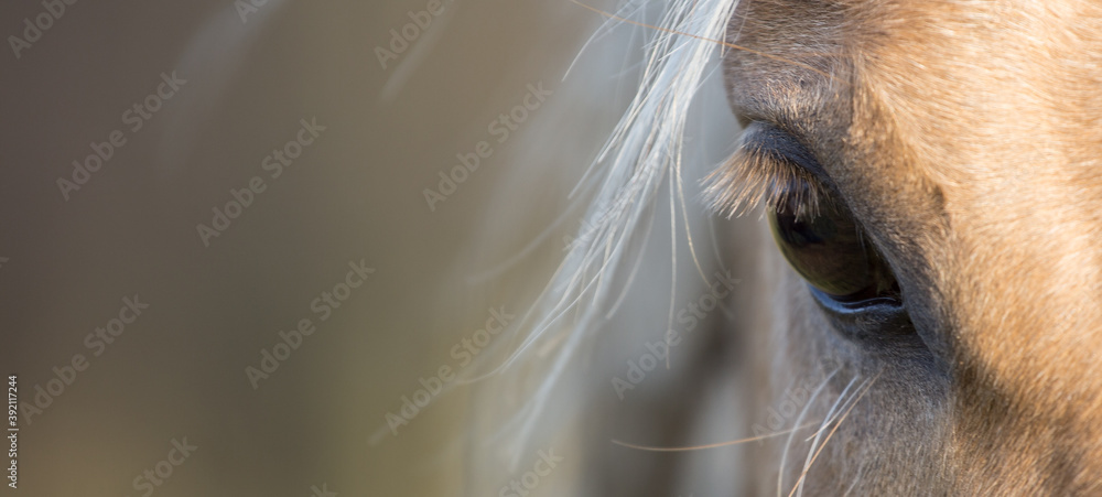 Horse head banner Close up portrait of a horse - Eyes shut - relaxed - American Quarter Horse 