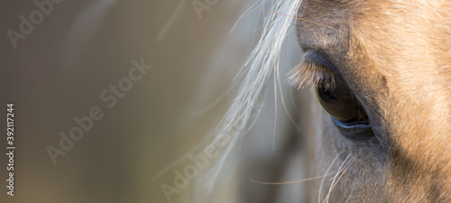 Wallpaper Mural Horse head  banner Close up portrait of a horse - Eyes shut - relaxed - American Quarter Horse	
 Torontodigital.ca