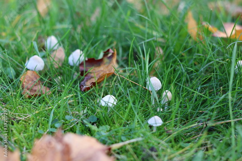 Wallpaper Mural mushroom in the forest, mushroom in the grass Torontodigital.ca