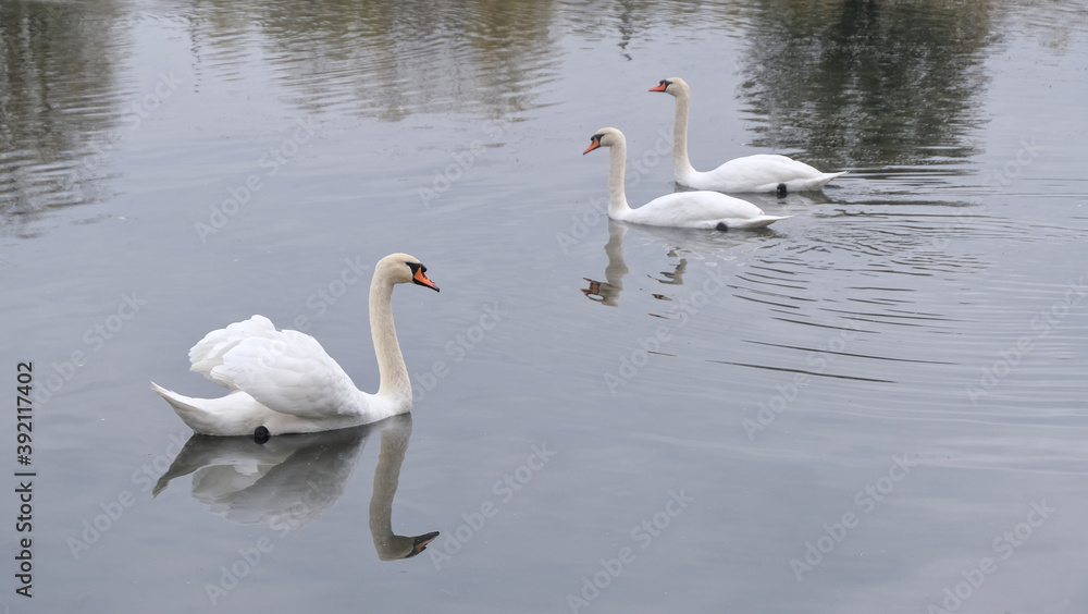 three white swans swim in a small pond three white swans swim in a small pond