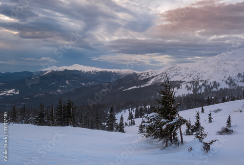 Picturesque winter windy and cloudy morning alps. Highest Ukrainian Carpathians ridge is Chornohora with peaks of Hoverla and Petros mountains. View from Svydovets ridge and Dragobrat ski resort.