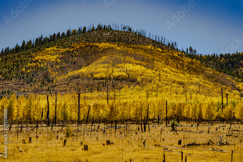 Fall colors in the forest in Arizona with evidence of a recent wildfire