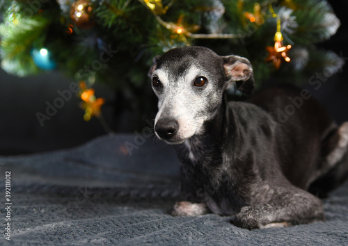a black little dog lies under a Christmas tree. Greyhound is celebrating the new year