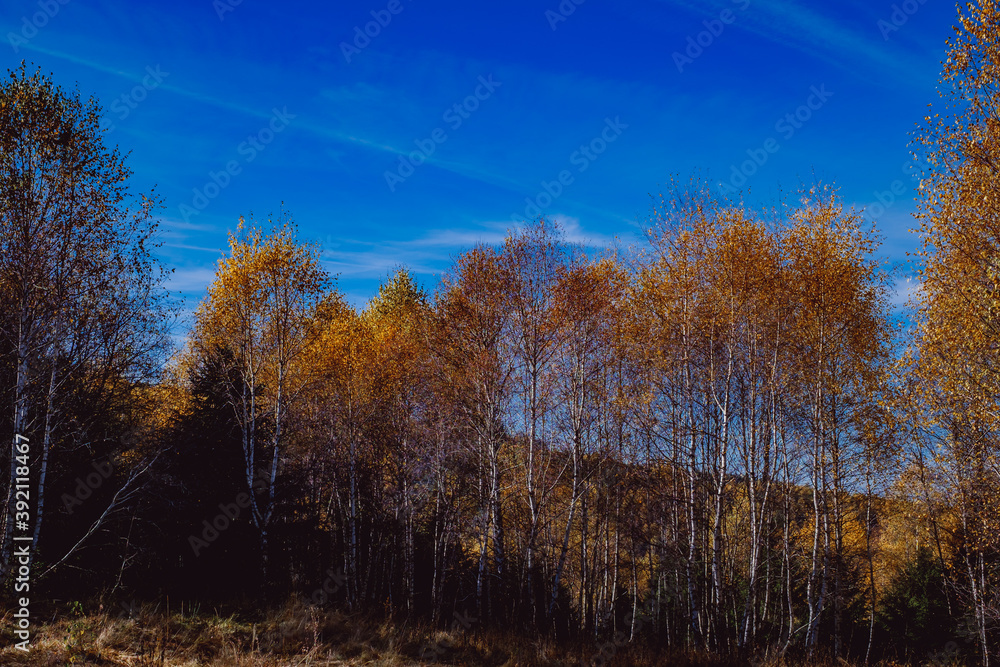 Fototapeta premium beautiful autumn landscapes in the Romanian mountains, Fantanele village area, Sibiu county, Cindrel mountains, Romania