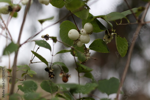 berries on a branch