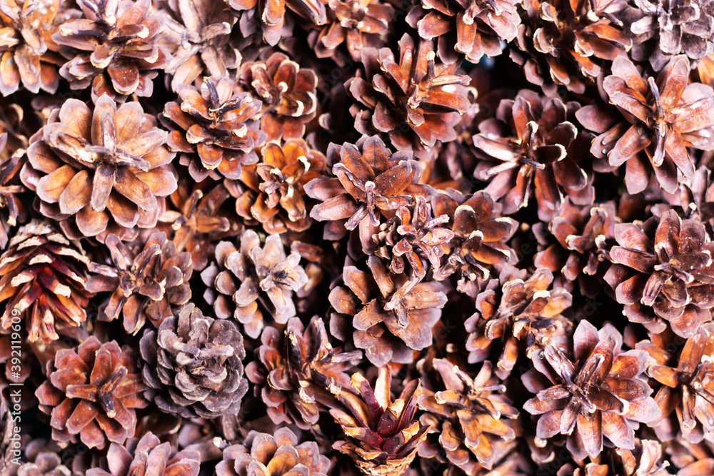 Lots of dry pine cones. Concept for natural Christmas decorations. Top view. Lots of dry pine cones. Concept for natural Christmas decorations. Top view.