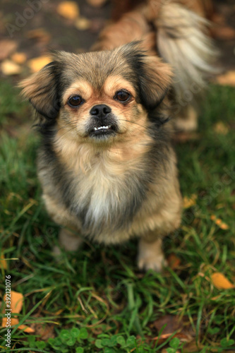 Portrait of cute fluffy dog
