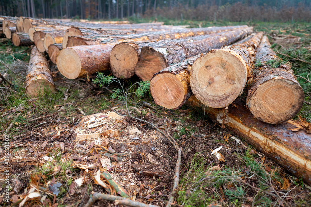 Stacked freshly cut trees. Logs prepared for transport. Stacked freshly cut trees. Logs prepared for transport.