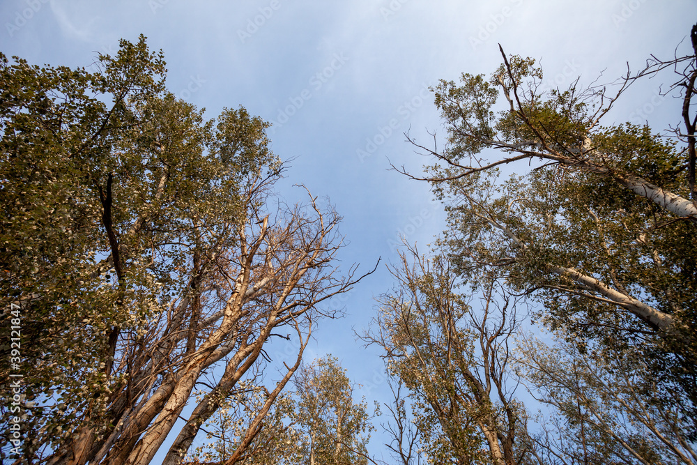 Fototapeta premium Natural Landscape with Big Trees