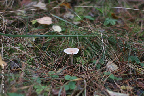 mushroom in leaves from trees