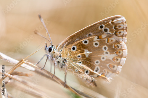 Amazing closeup of brown butterfly on a branch. Macro photo of giant butterfly resting on flower in the garden. Concept about wildlife, nature and insects. 