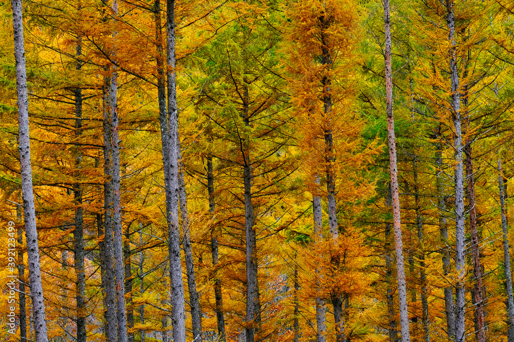 Fototapeta premium カラマツの紅葉