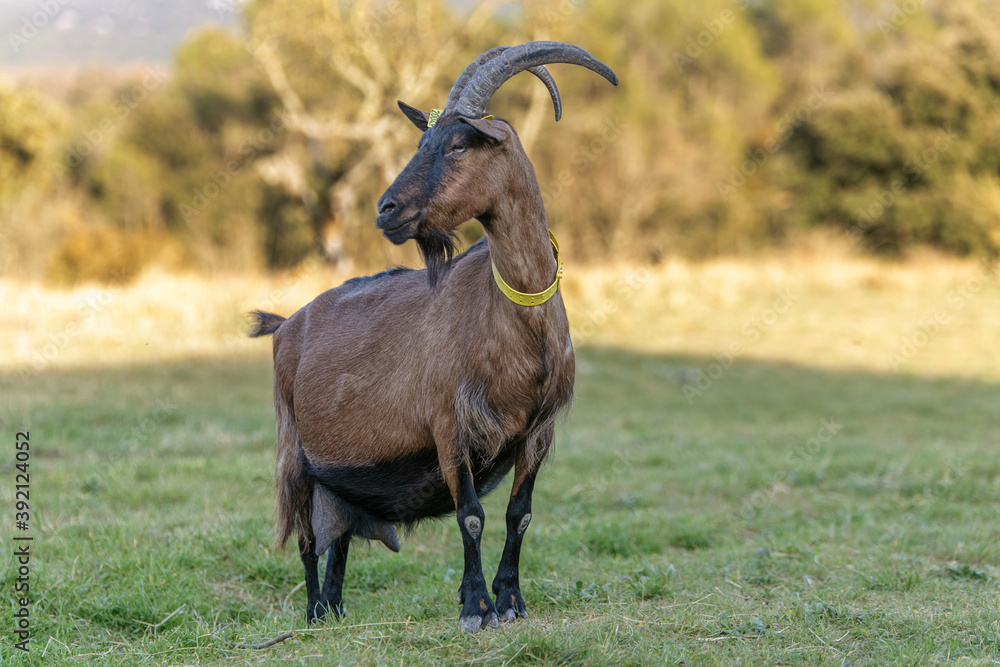 Obraz premium Goats in a farm