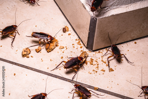 Print op canvas infestation of cockroaches indoors, photo at night, insects on the floor eating