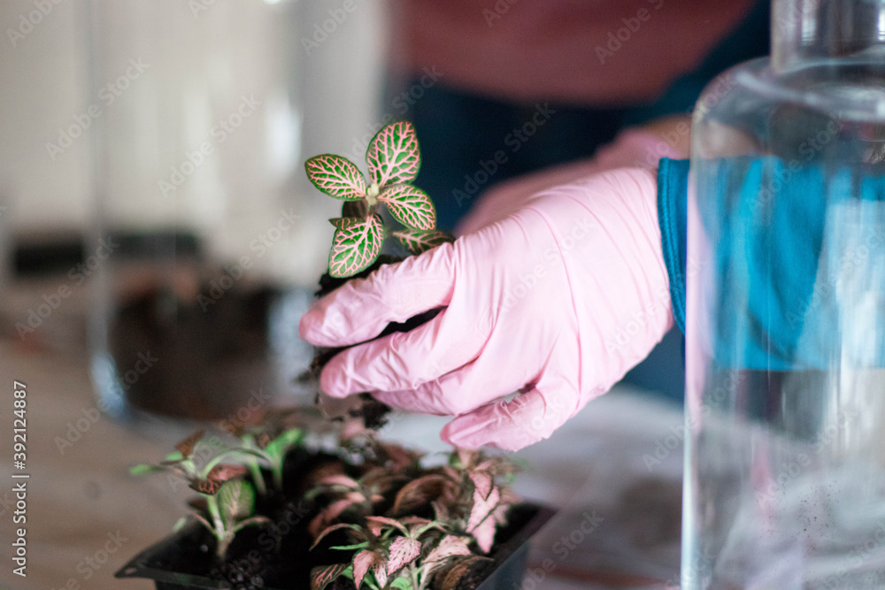 A closeup of a florist hand transplanting a plant fittonia into a flowerpot 