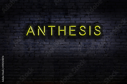Neon sign. Word anthesis against brick wall. Night view