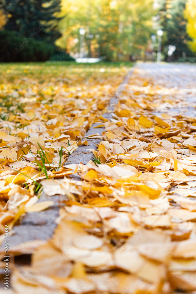 Fallen yellow leaves on alley in a sunny city park. Autumn mood. Selective focus.