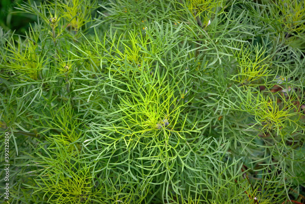 Bush of chamomile officinalis leaves without flowers in the forest on a sunny day.