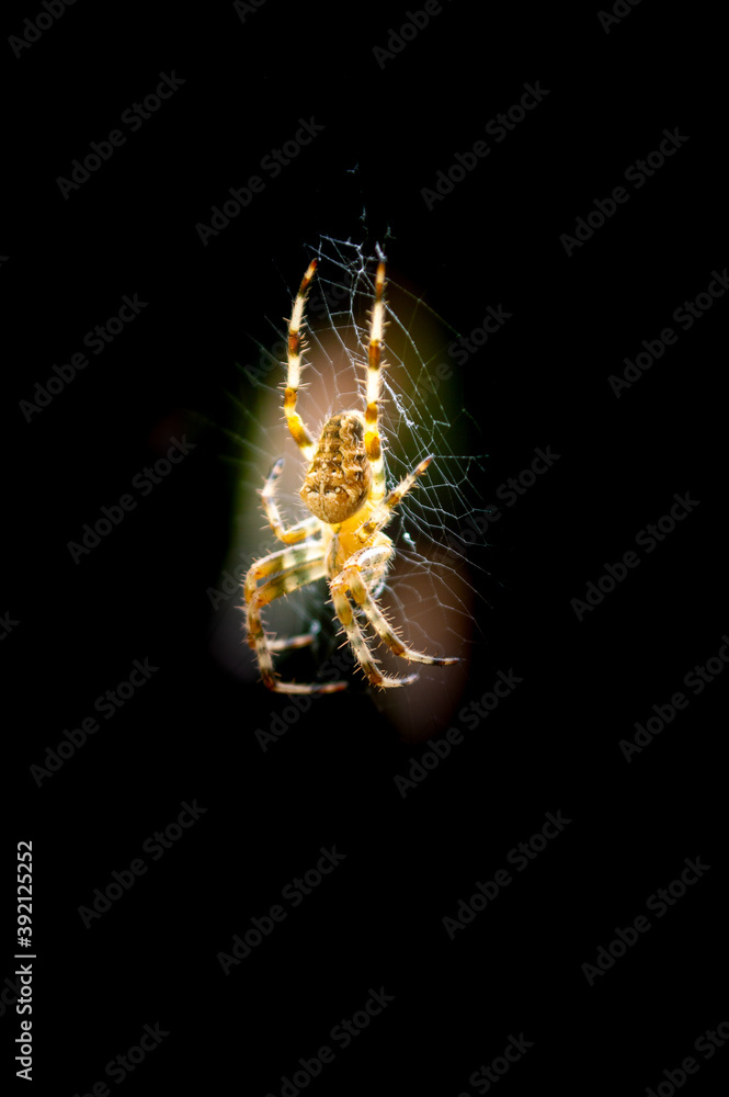 A spider weaving its web on a black background