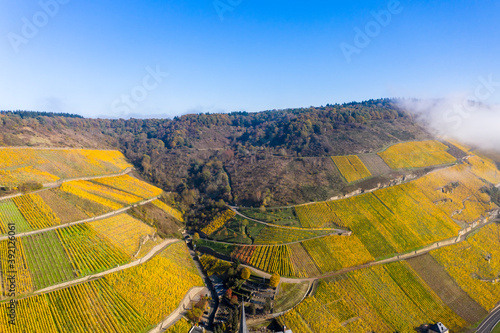 Aerial view, Moselle, vineyards in autumn, Zeltingen-Rachtig, Rhineland-Palatinate, Germany