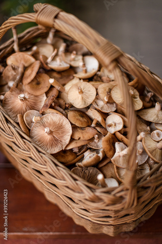 A basket with Kuehneromyces mutabilis, known as the sheathed woodtuft, is an edible mushroom that grows in clumps on tree stumps or other dead wood.