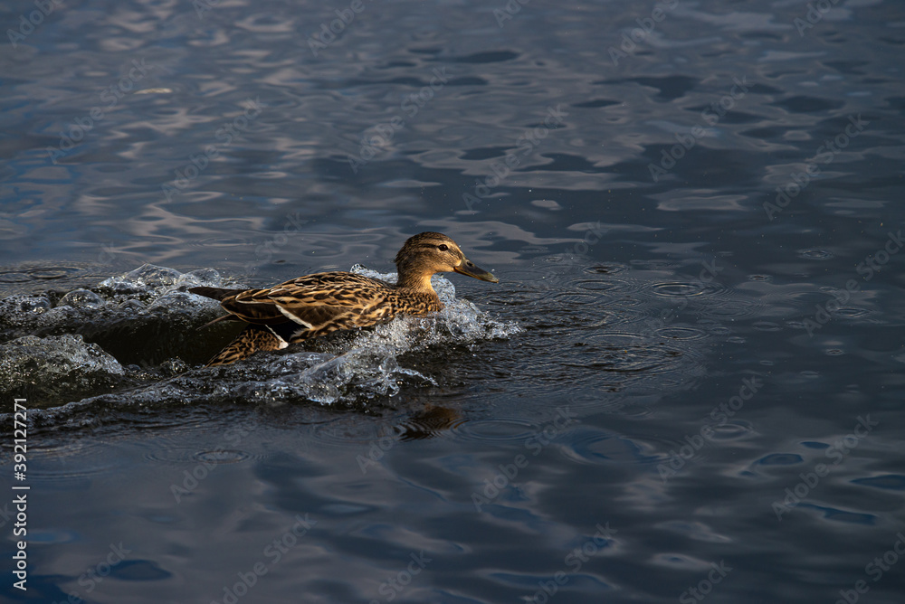 Nice young duck sweeming on spring lake water at sunny evening Nice young duck sweeming on spring lake water at sunny evening