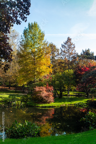 Yellow and red fall leaves alongside the pond in the green grassy garden.