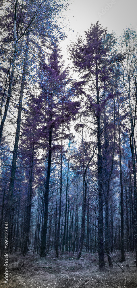 Abstract Blue Forest in Irish Countryside Abstract Blue Forest in Irish Countryside