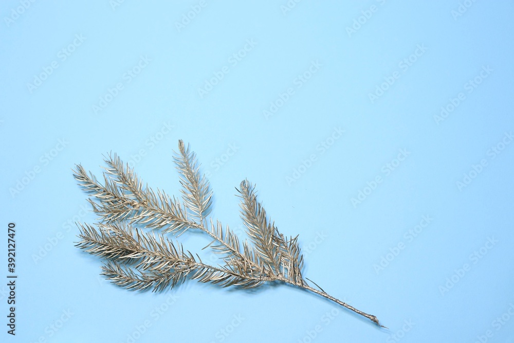 branch of a pine branch of a pine