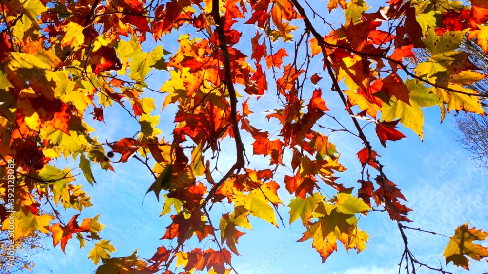 Autumn leaves moving in the wind. Beautiful maple leaves tree with orange, yellow, red and brown colors. 4k Video of a nature background in fall season. Autumn leaves moving in the wind. Beautiful maple leaves tree with orange, yellow, red and brown colors. 4k Video of a nature background in fall season.