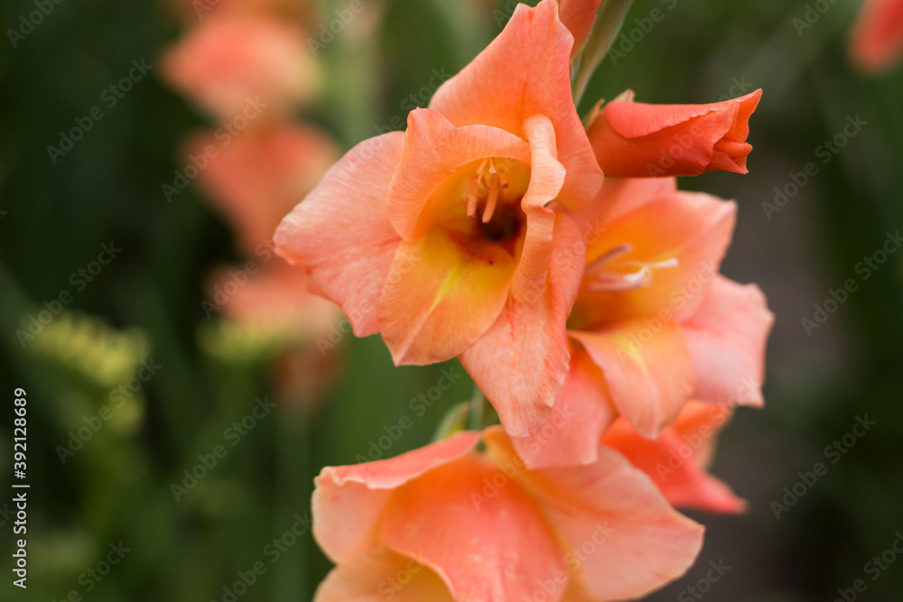 Blurred background, flower out of focus. Beautiful orange gladiolus grow and bloom in the garden. Floral background growing summer flowers