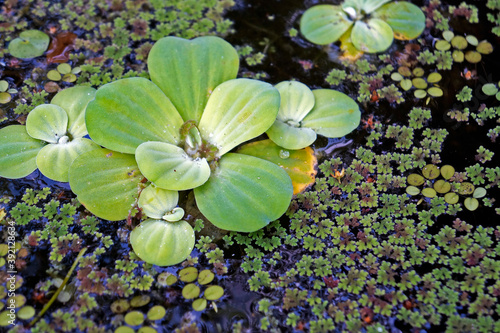 Water Cabbage or Water Lettuce (Pistia stratiotes) photo