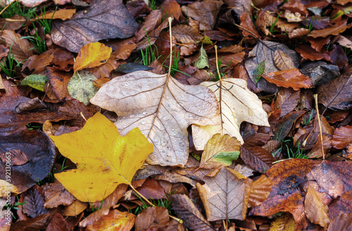 Buntes Herbstlaub mit Ahornbl  ttern  Hintergrund