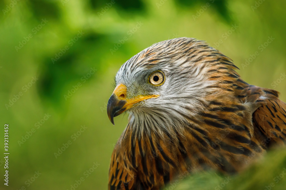 Portrait of red kite, Milvus milvus, isolated on green background. Endangered bird of prey with red feather. Cute bird with beautiful eyes and feather. Wildlife scene. Habitat Europe, Africa. Portrait of red kite, Milvus milvus, isolated on green background. Endangered bird of prey with red feather. Cute bird with beautiful eyes and feather. Wildlife scene. Habitat Europe, Africa.