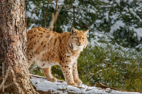 Eurasian lynx, Lynx lynx, appearing from behind tree in winter forest. Beast of prey from Bavarian forest National park. Beautiful wild big cat. Wildlife scene from nature. Habitat Europe, Asia. © Vaclav